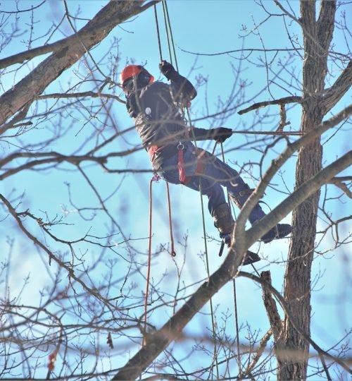 tree, cutter, suspended-6002957.jpg